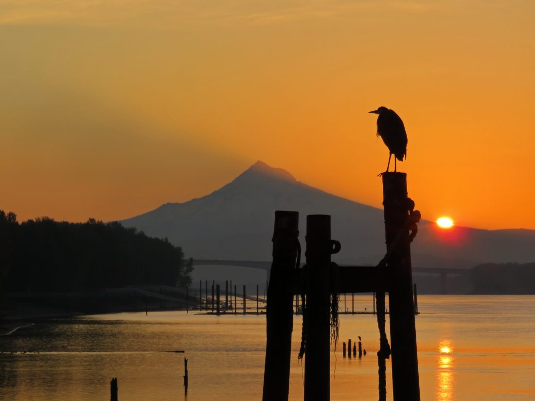 Free stock image of Bird Sunset Water