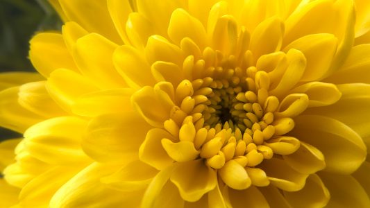 Yellow Flower Close Up