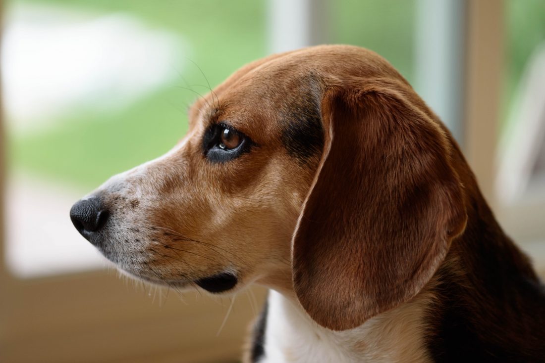 Free stock image of Beagle Closeup