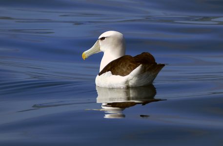 Bird in Water