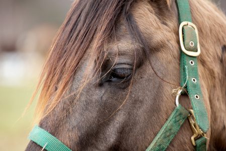 Horse Eye Closeup