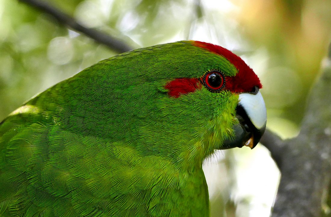 Free stock image of Green Parrot