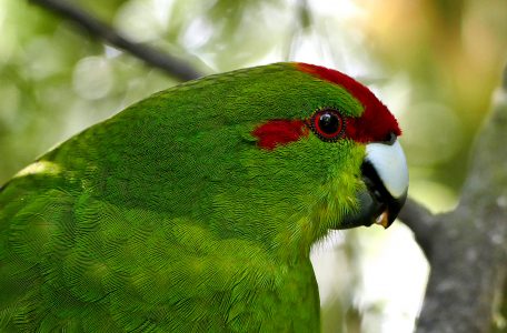 Green Parrot