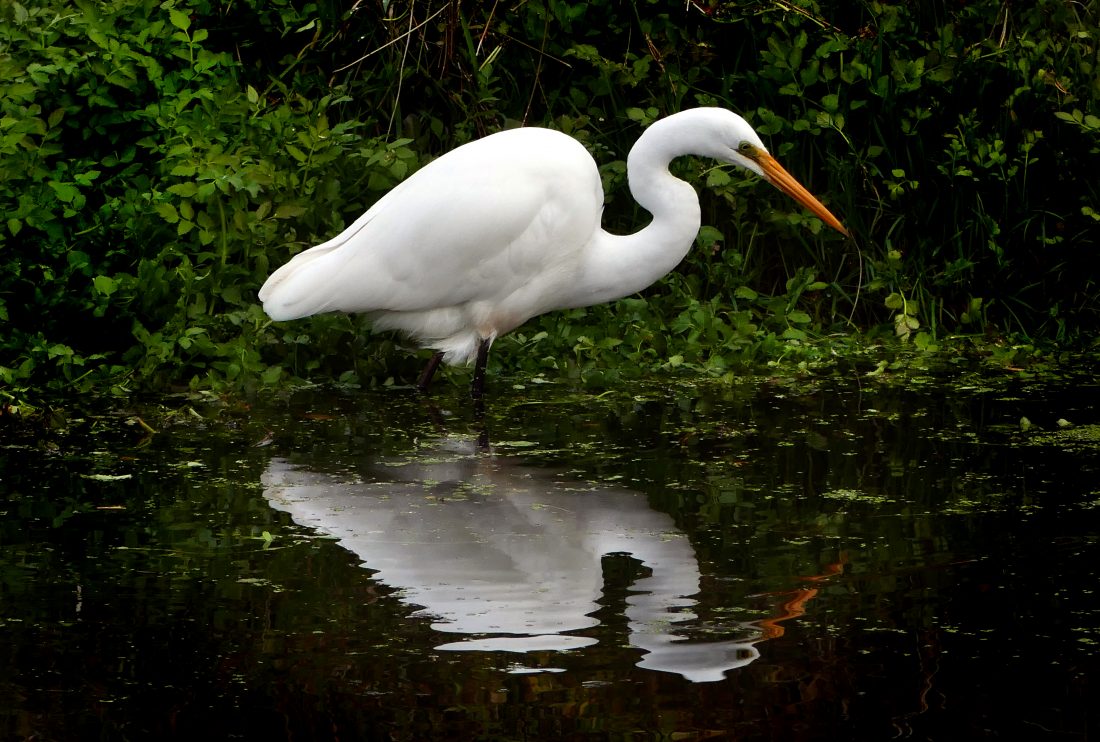 Free stock image of White Heron in Water