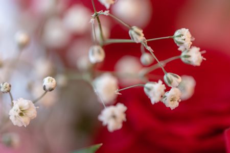 Tiny White Flowers