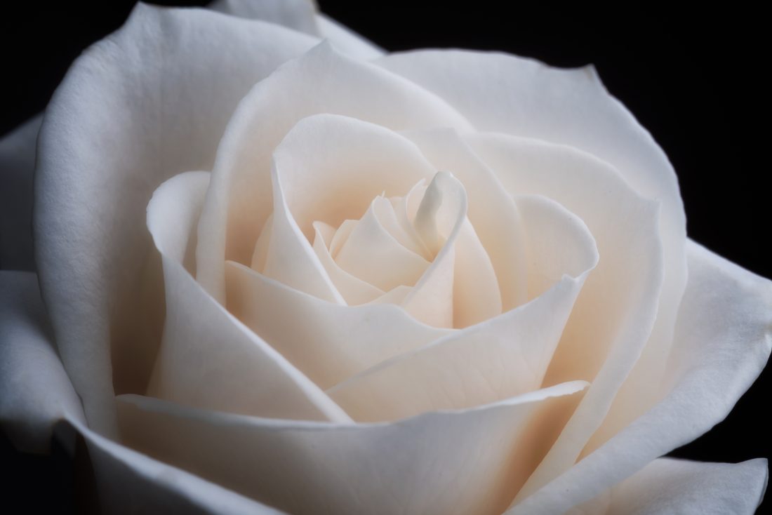 Free stock image of White Rose Macro
