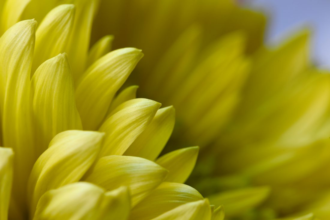 Free stock image of Macro Yellow Flower