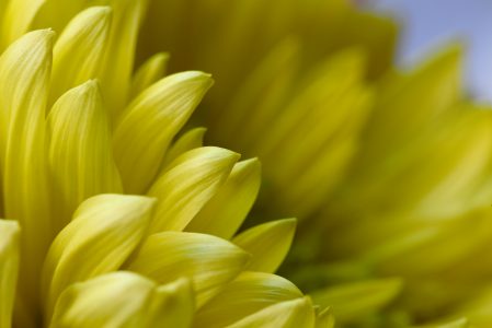 Macro Yellow Flower