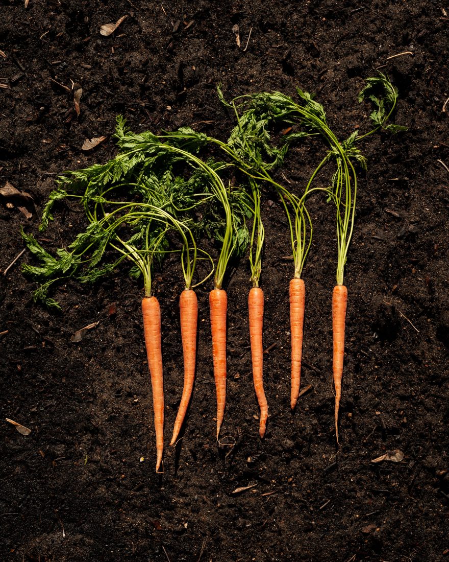 Free stock image of Carrots on Topsoil