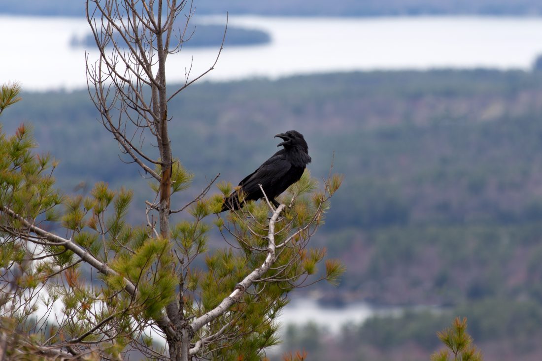 Free stock image of Crow on Tree