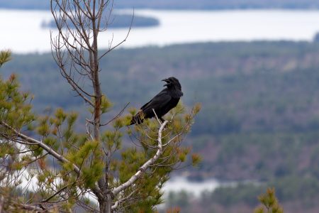 Crow on Tree