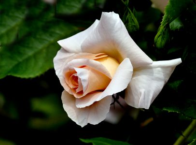 Macro White Rose
