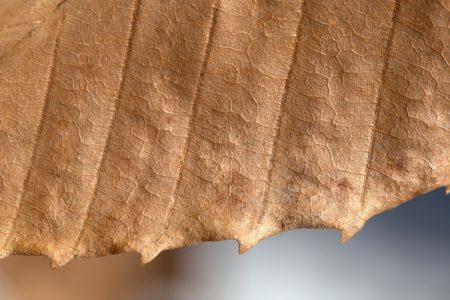 Macro Brown Leaf