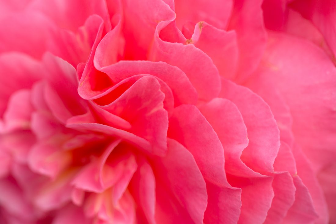 Free stock image of Pink Flower Petals