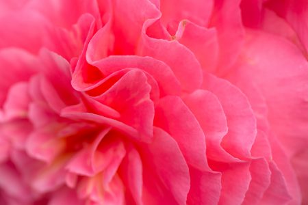 Pink Flower Petals