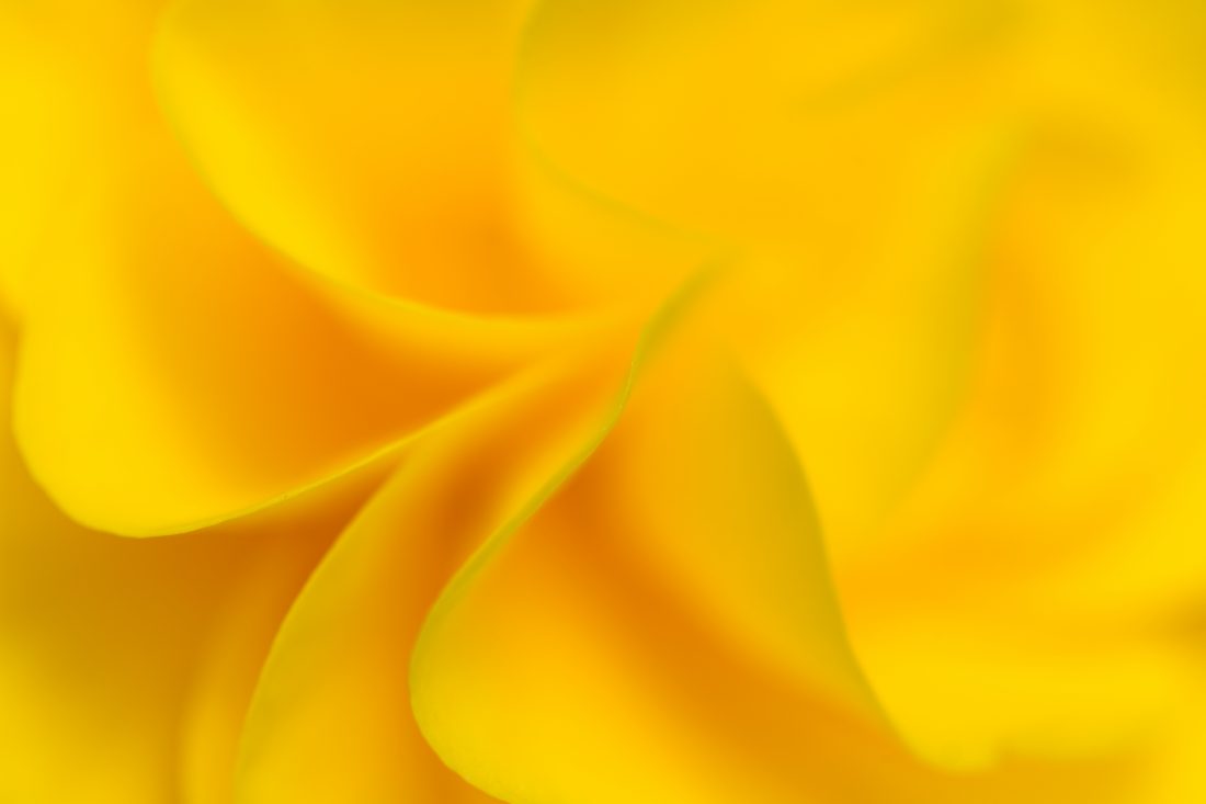 Free stock image of Yellow Flower Background