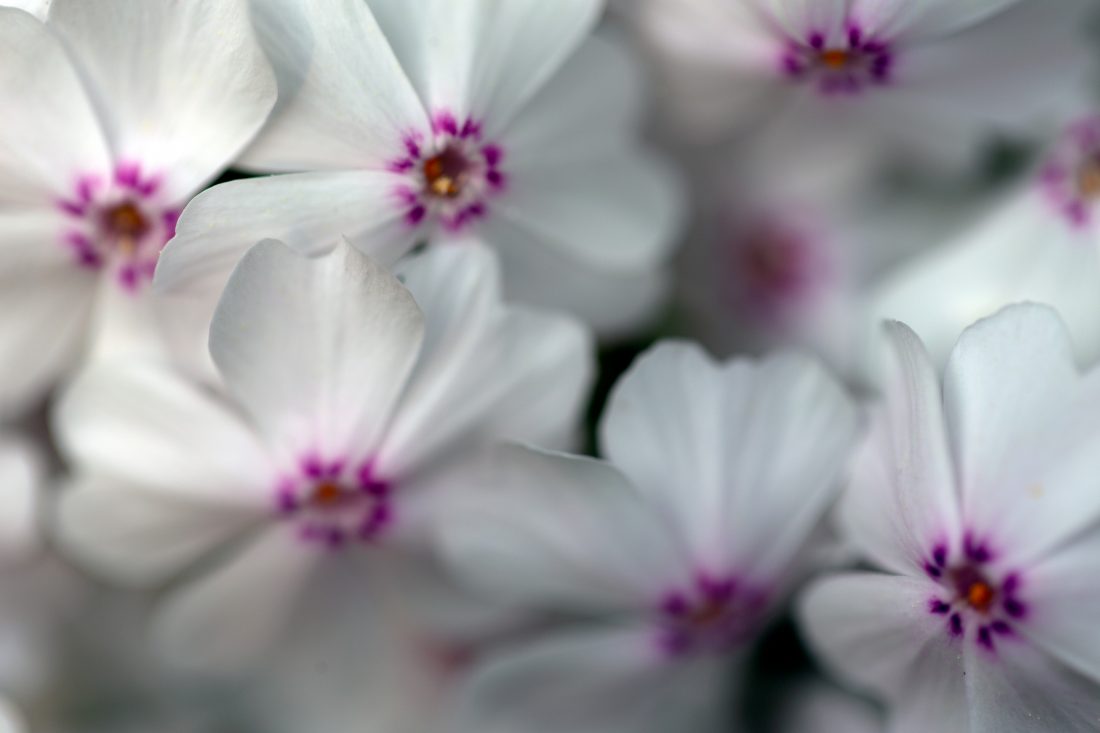 Free stock image of White Flowers Background
