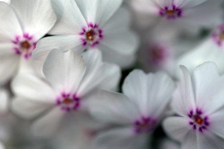 White Flowers Background