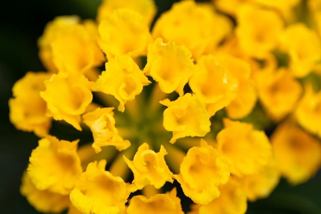 Free stock image of Small Yellow Flowers