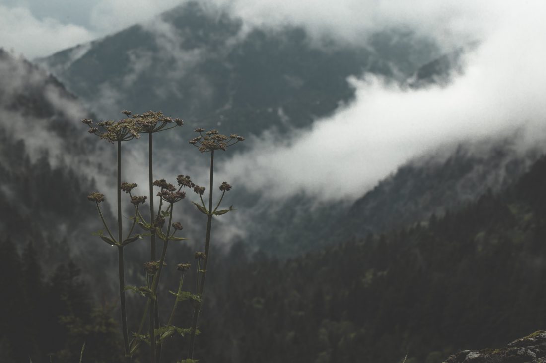 Free stock image of Flower Misty Mountain