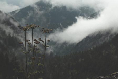 Flower Misty Mountain