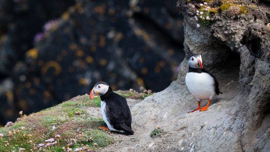 Wild Puffins