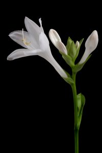 White Flower Dark Background