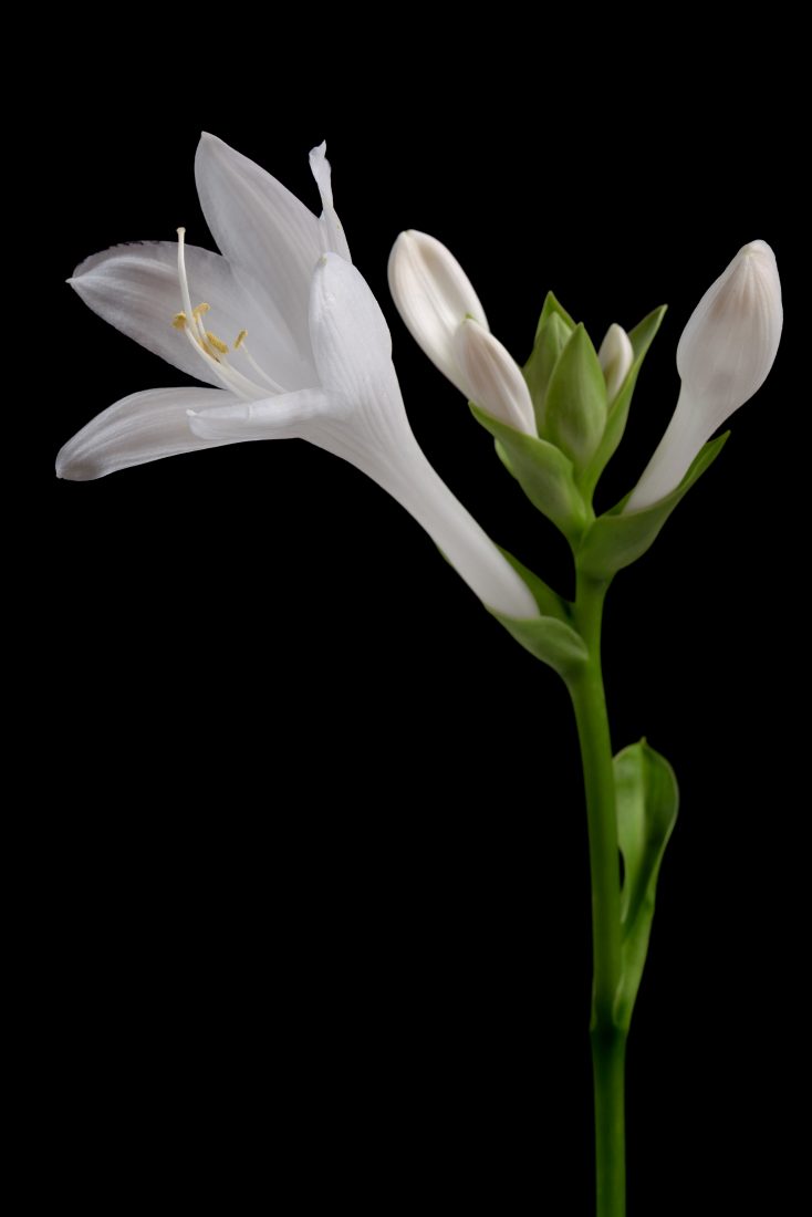 Free stock image of White Flower Dark Background