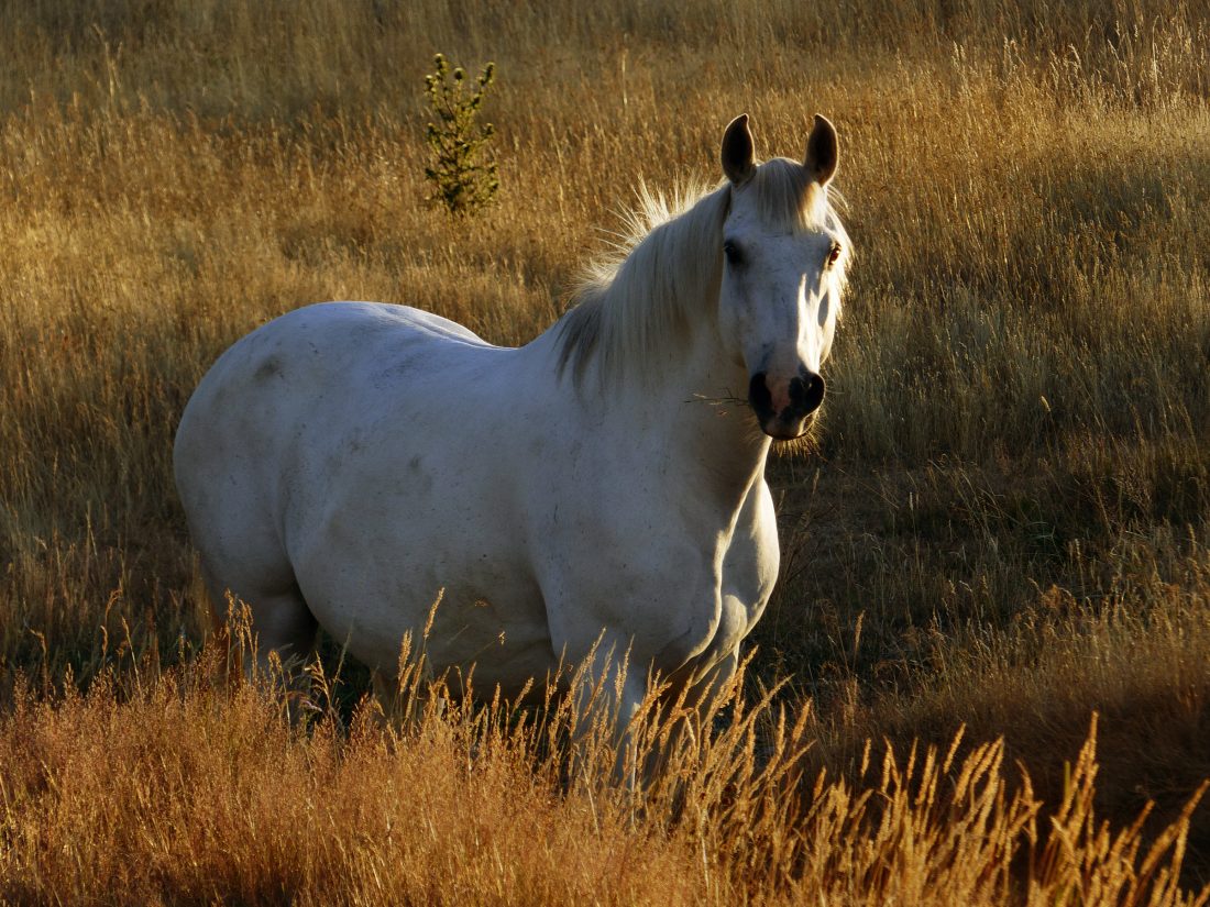 Free stock image of White Horse in Pasture