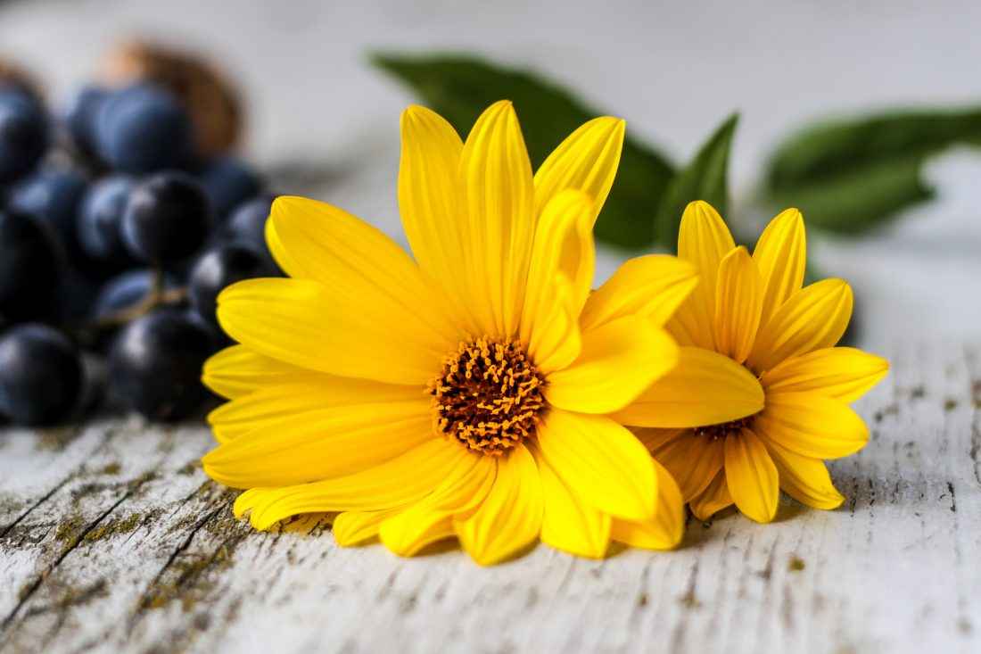 Free stock image of Yellow Flowers Table