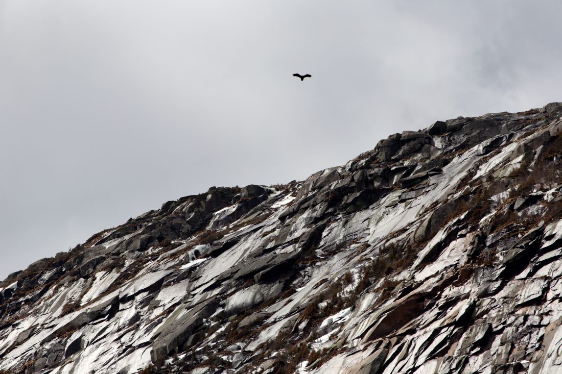 Free stock image of Rocky Cliff and Bird