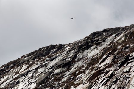 Rocky Cliff and Bird