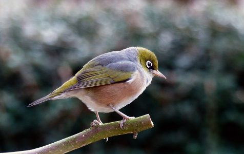 Bird Perched on Tree