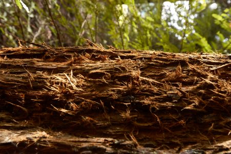 Redwood Forest Tree