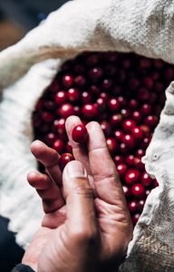 Red Coffee Beans