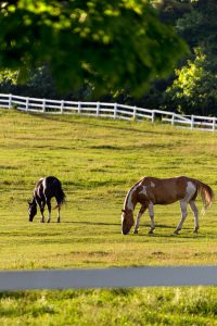 Horses in Pasture