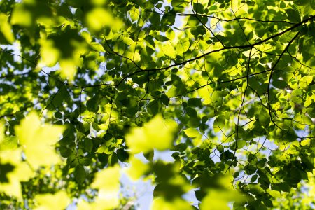 Leaf Pattern Wallpaper