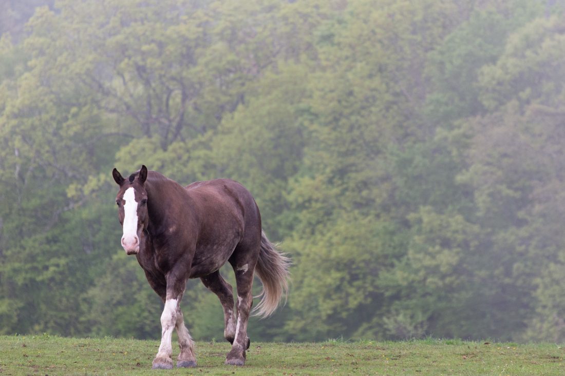 Free stock image of Horse in Pasture