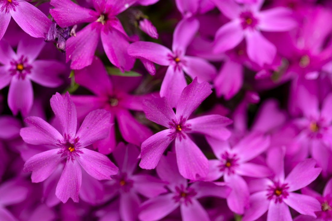 Free stock image of Purple Flowers Background