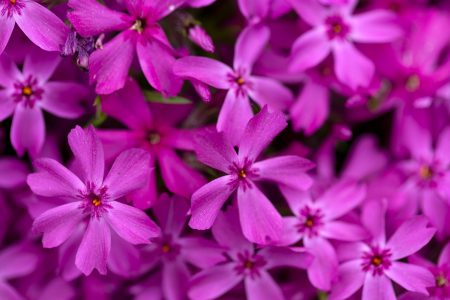 Purple Flowers Background