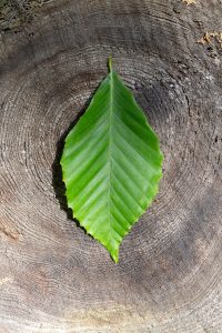 Leaf on Old Stump