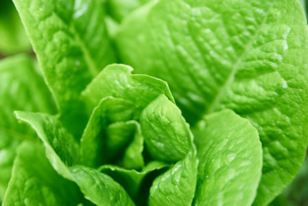 Garden Lettuce Close up