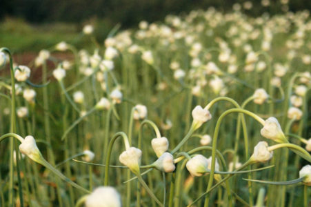 Flower Buds Sunset