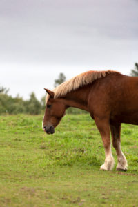 Horse Countryside