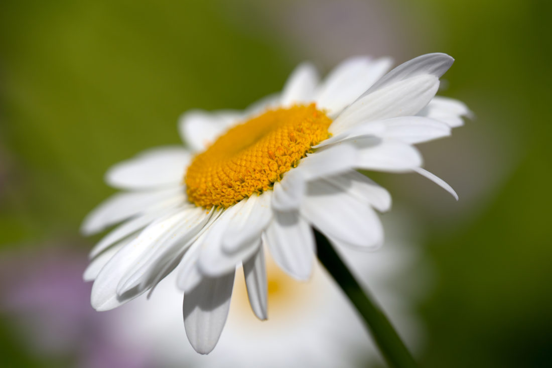 Free stock image of White Daisy Flower