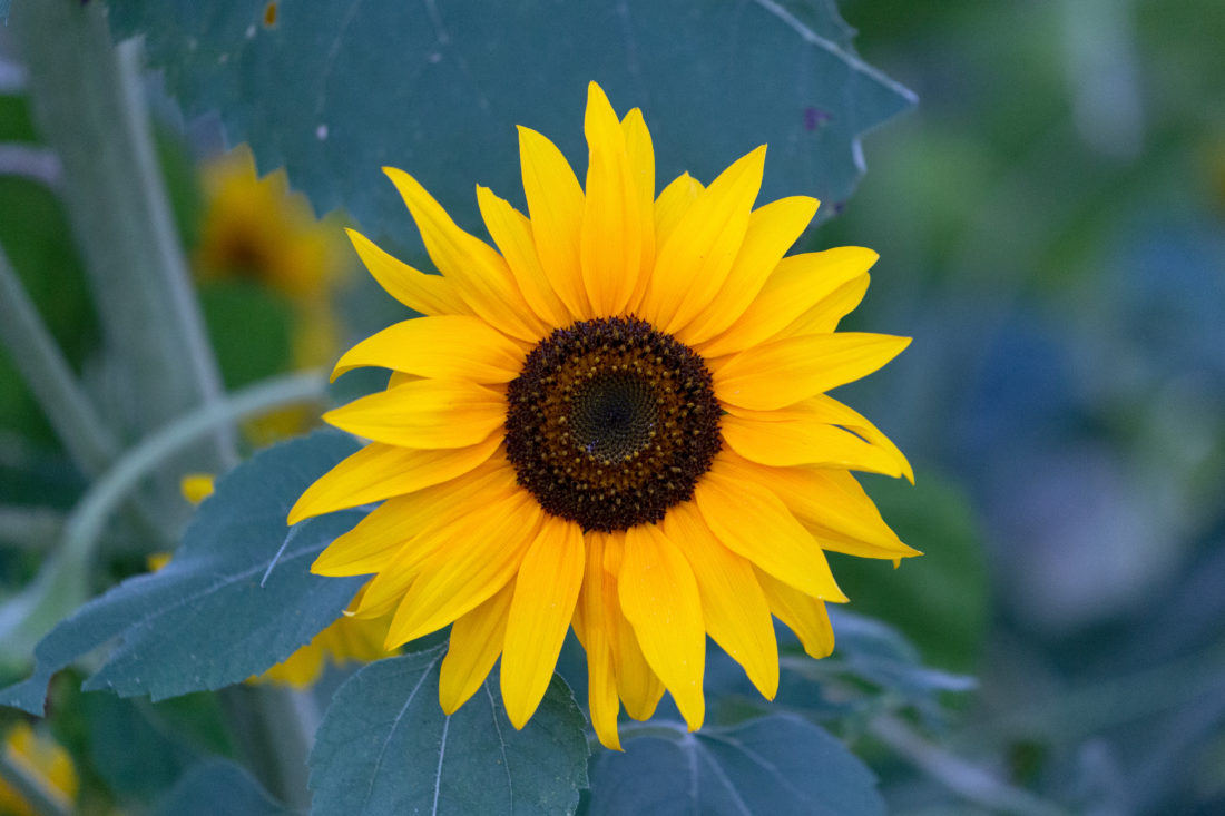 Free stock image of Yellow Sunflower