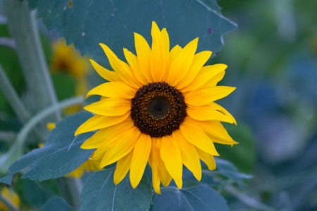 Yellow Sunflower - Spring Photos