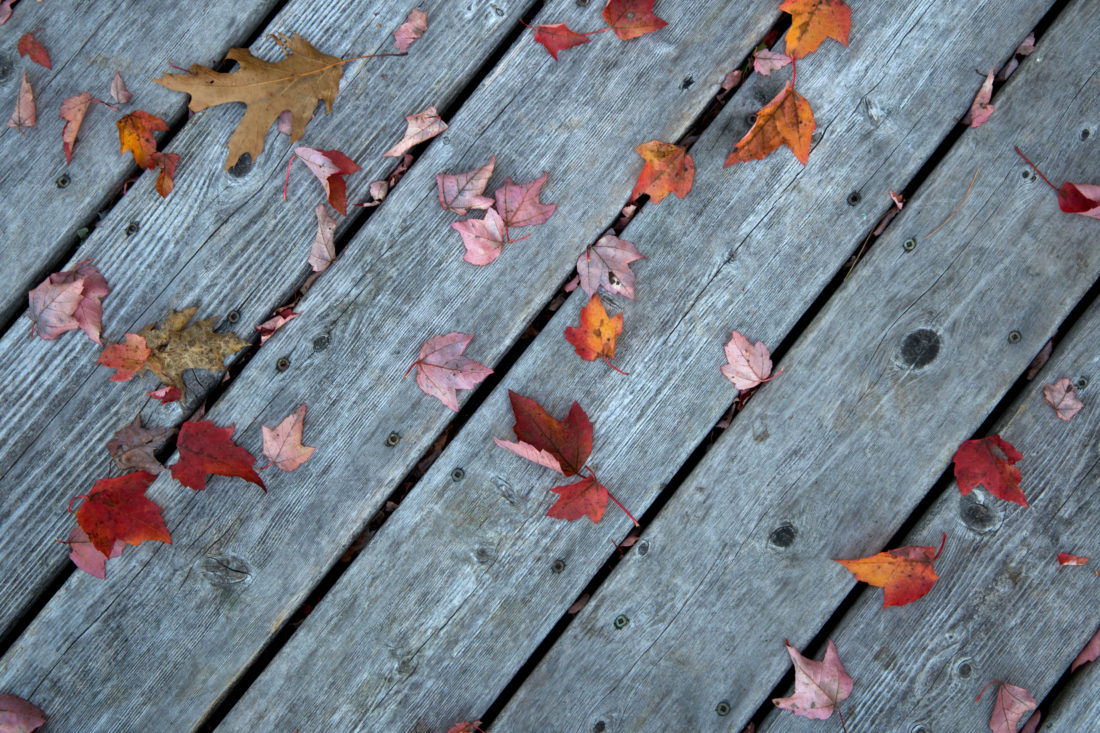 Fall Leaves Wood - Free Virtual Backgrounds