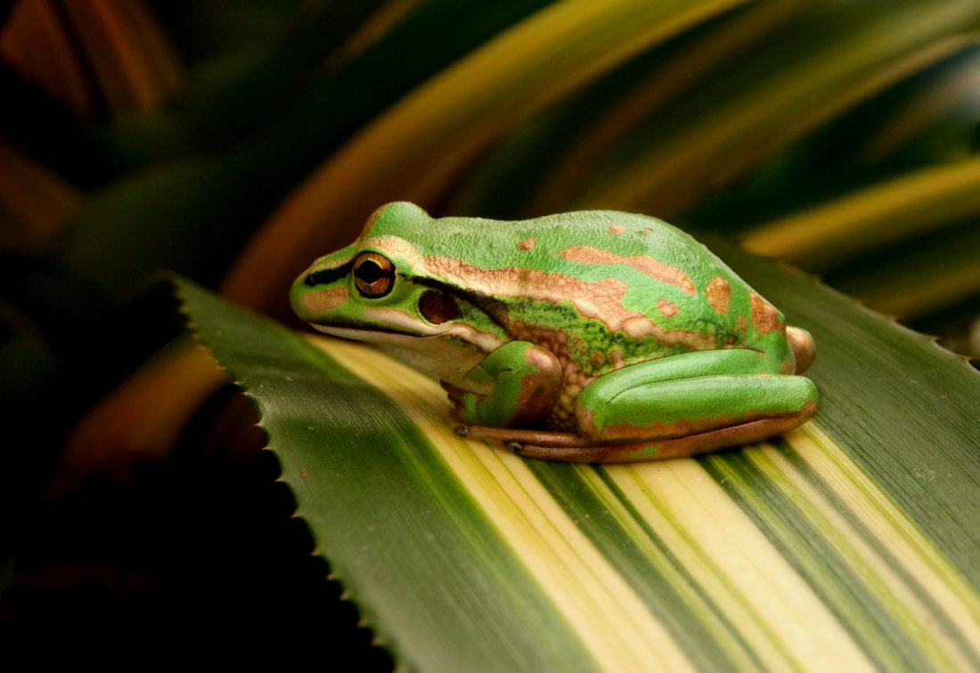 Free stock image of Frog on Green Leaf