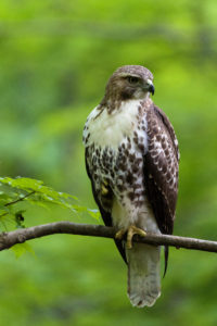 Hawk Perched in Tree